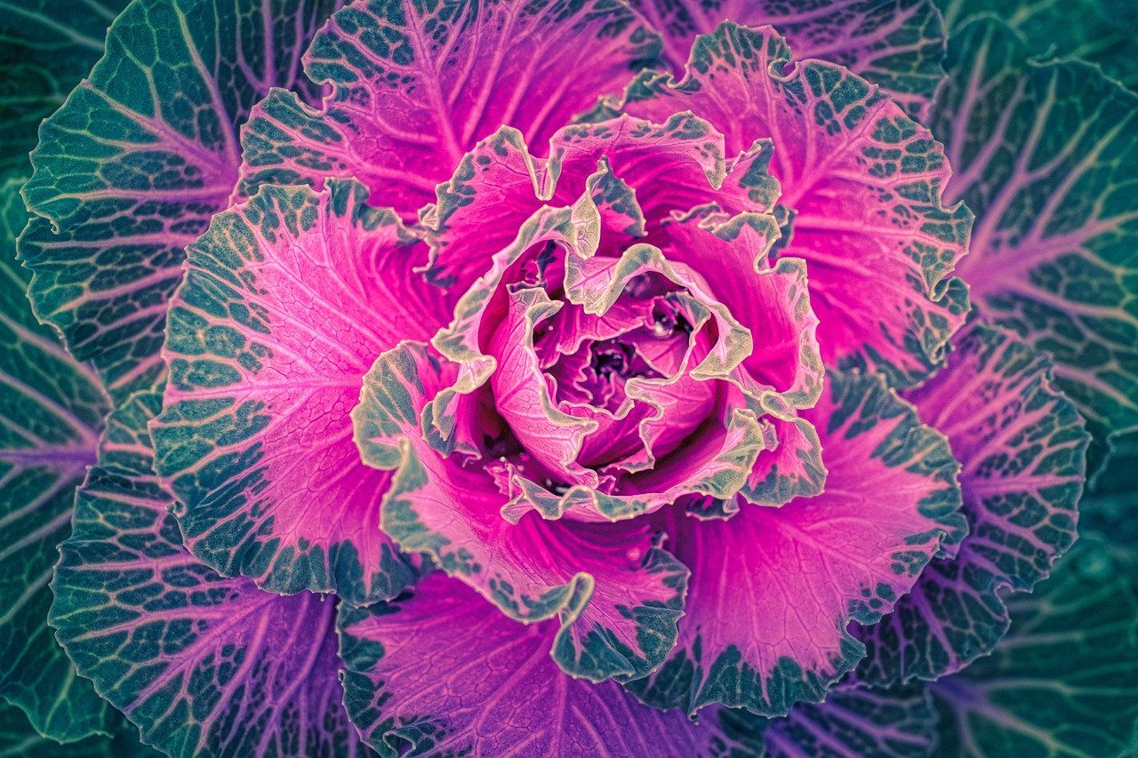 Best Tips for Growing Cabbage in Your Garden